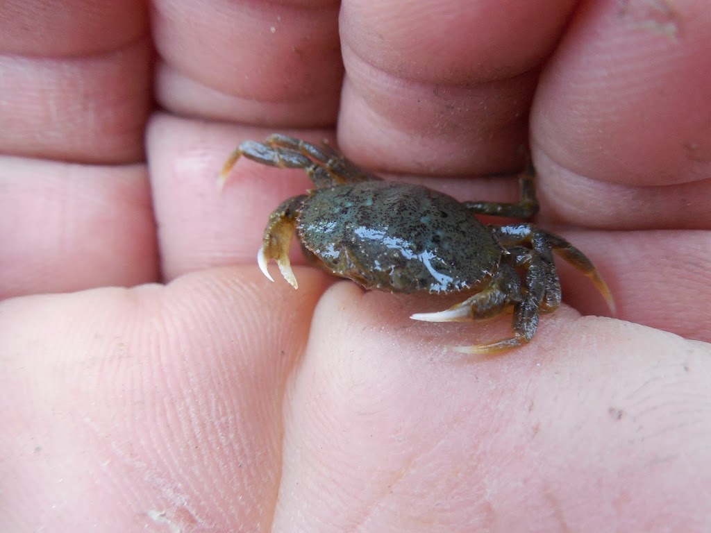 smallest crab