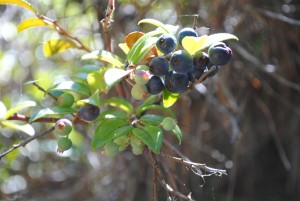 Huckleberries by Jeanne Jackson (Medium)