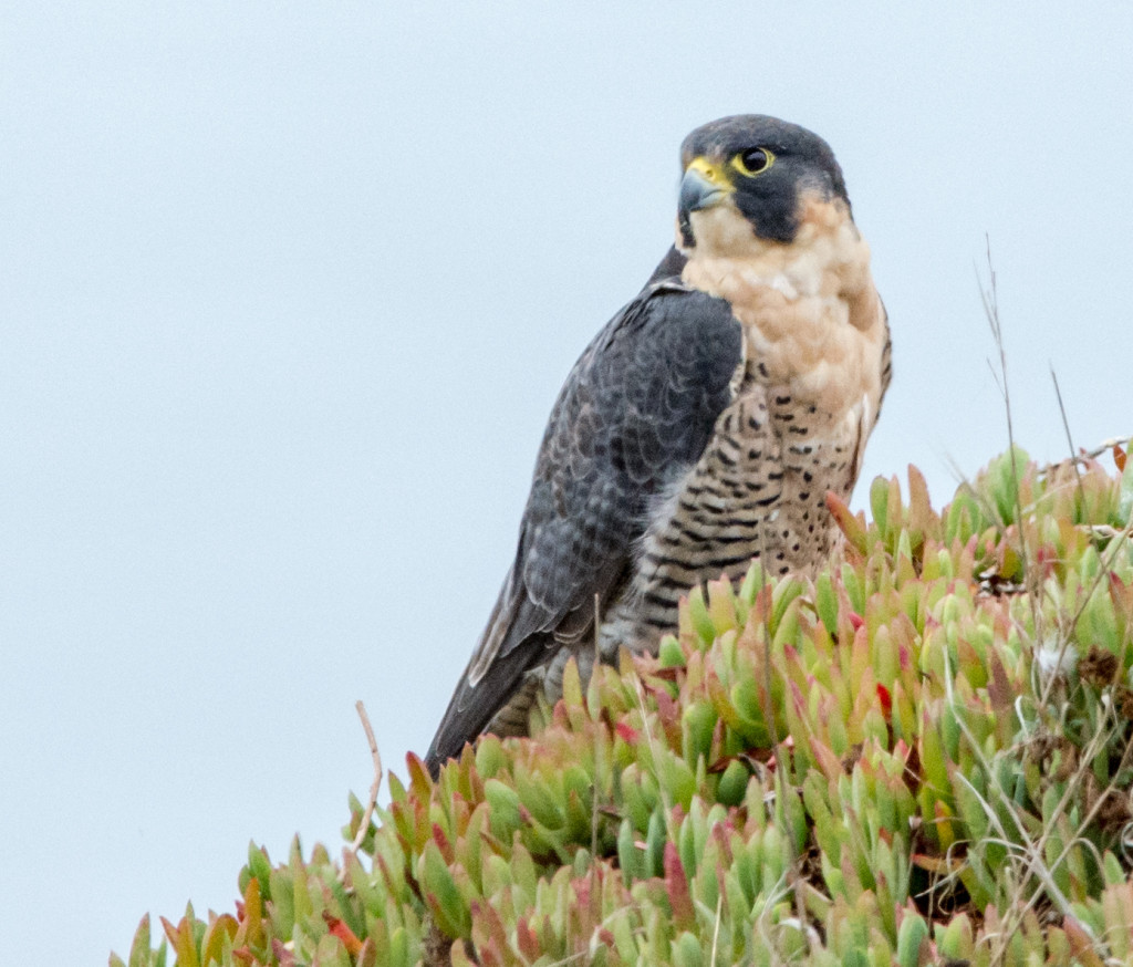 peregrin falcon in pa