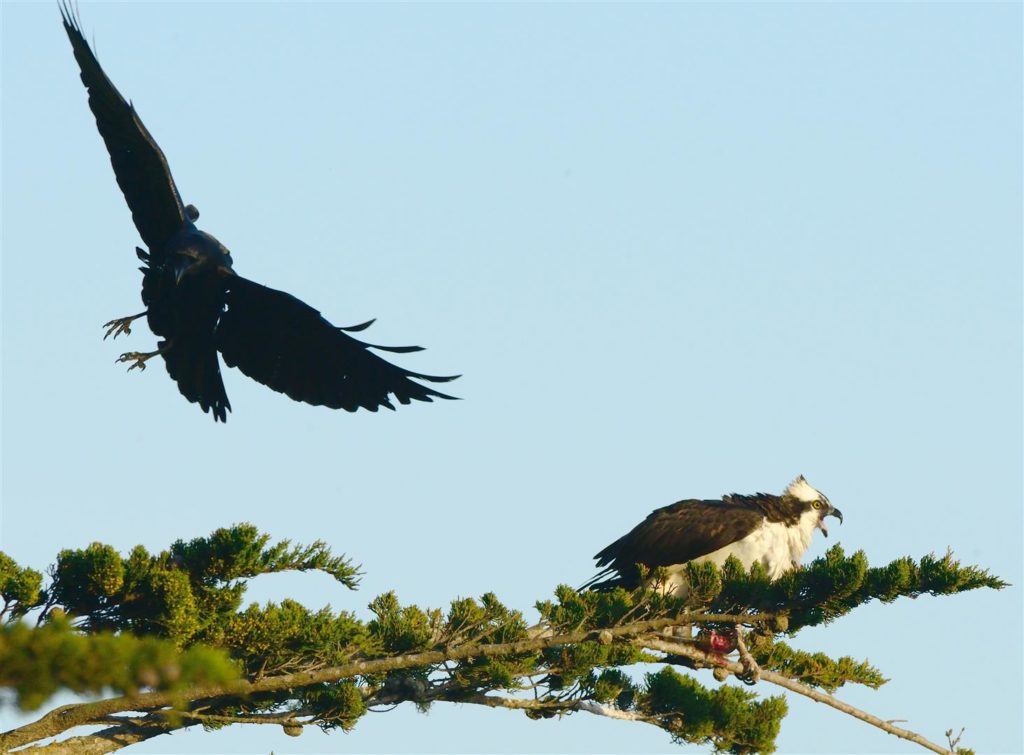 osprey raven vs verve