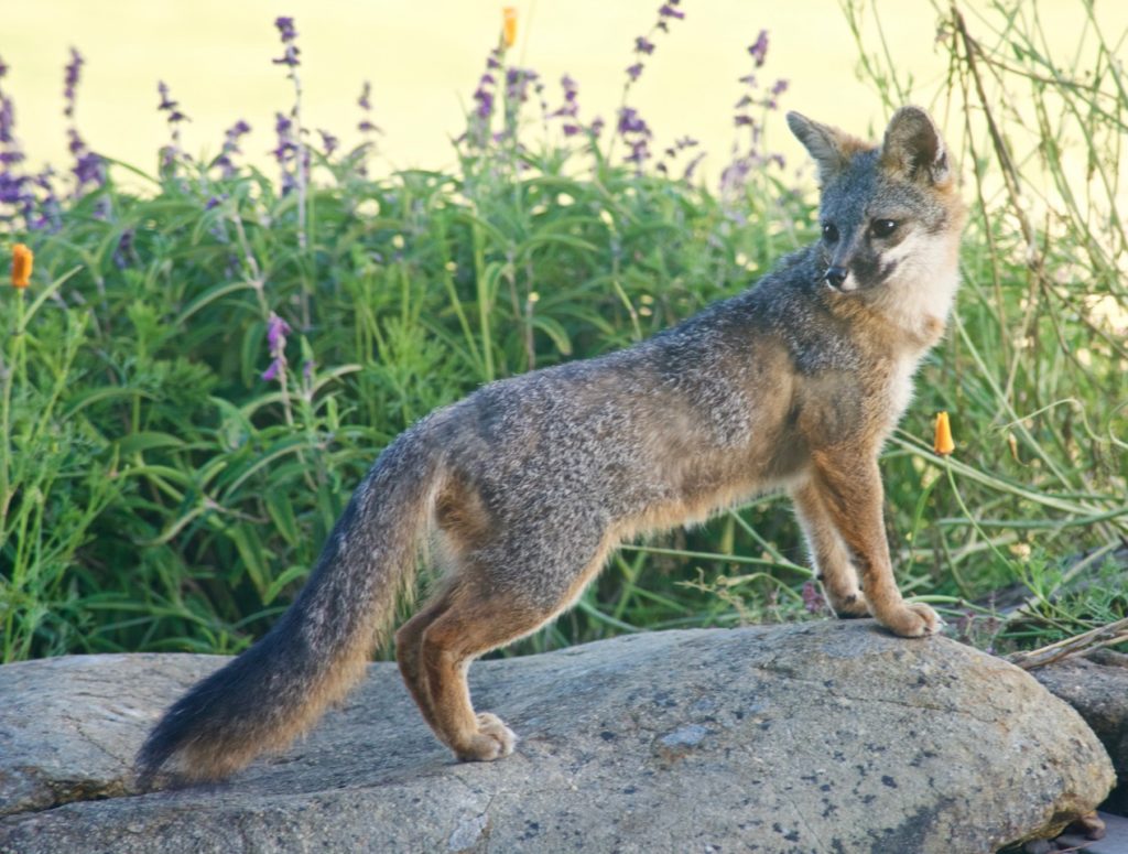 Gray Foxes Are Year Round Residents Of The Mendonoma Coast Mendonoma