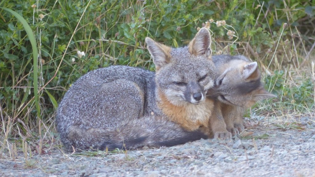 Gray Fox Kits Mendonoma Sightings