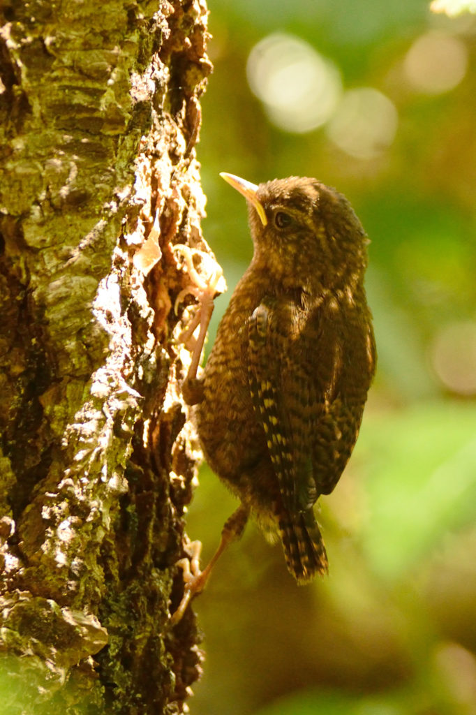 lots-of-birds-are-fledging-right-now-mendonoma-sightings