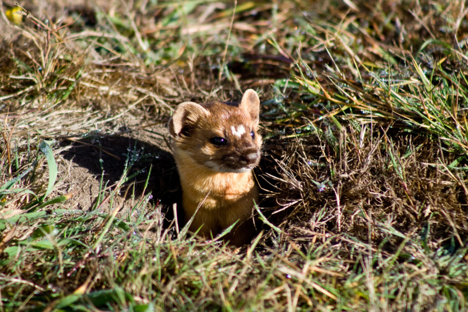 Long tailed Weasels are ferocious little hunters but they sure look