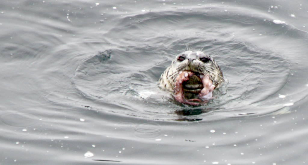 Harbor Seal Eating Octopus – Mendonoma Sightings