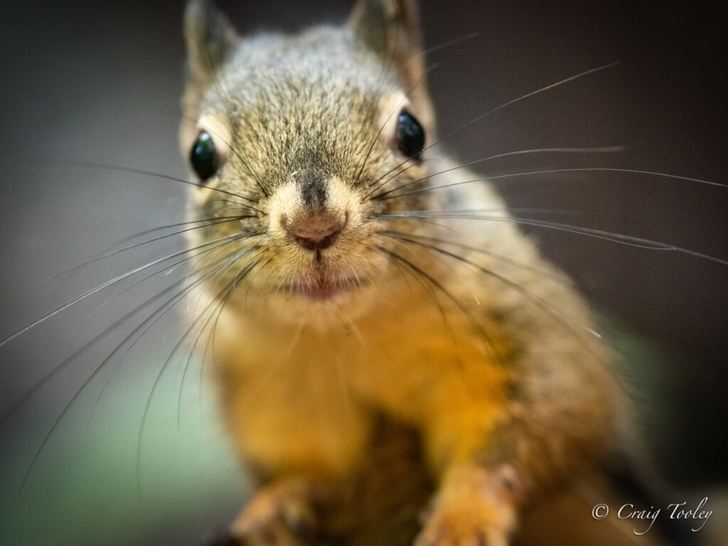 Chickaree Squirrel – Mendonoma Sightings