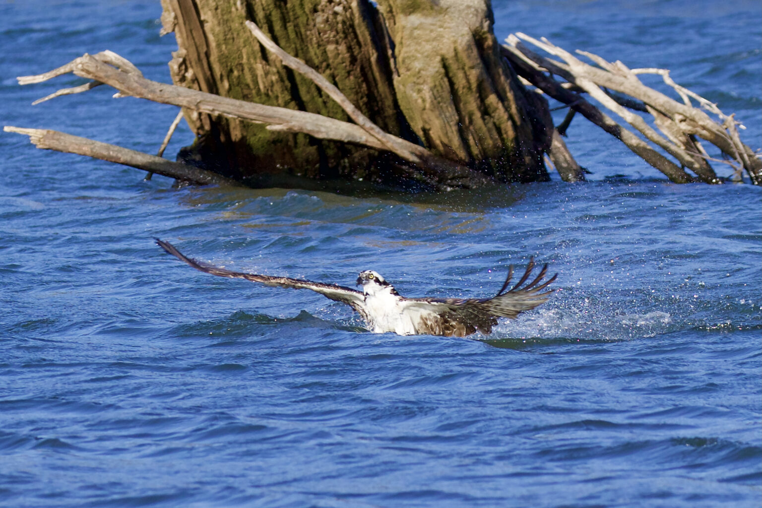 osprey fishing