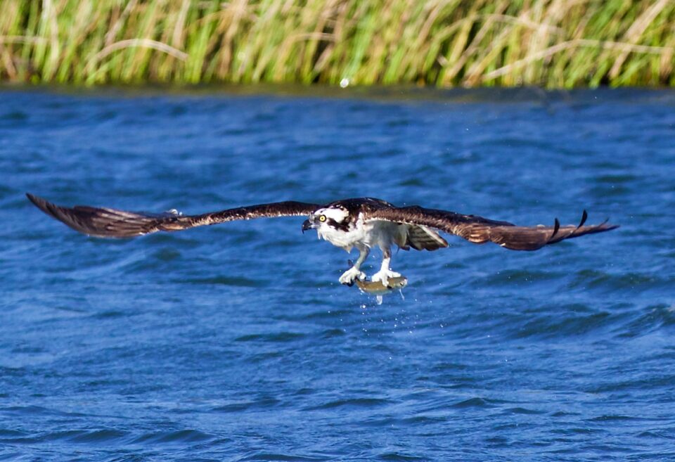 osprey fishing