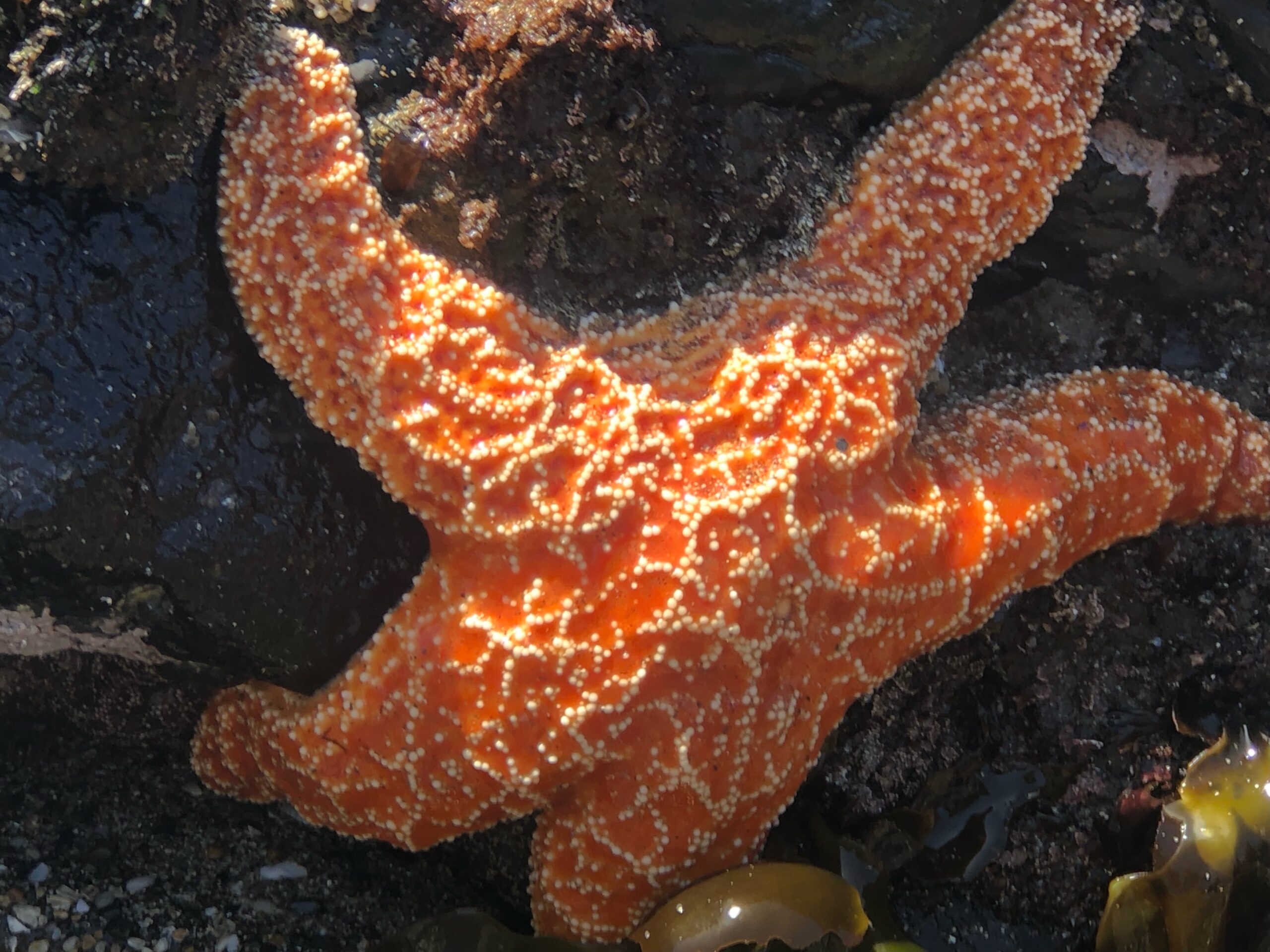 Stranded starfish at Rhossili Bay – Jessica's Nature Blog