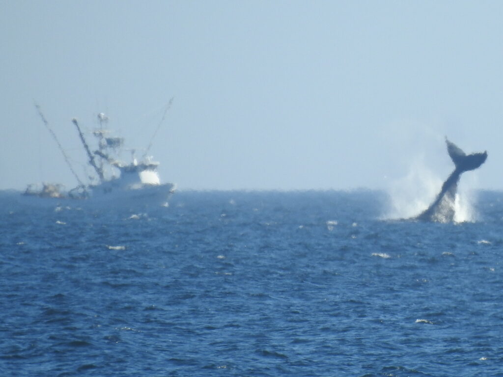 Humpback Whales Mendonoma Sightings