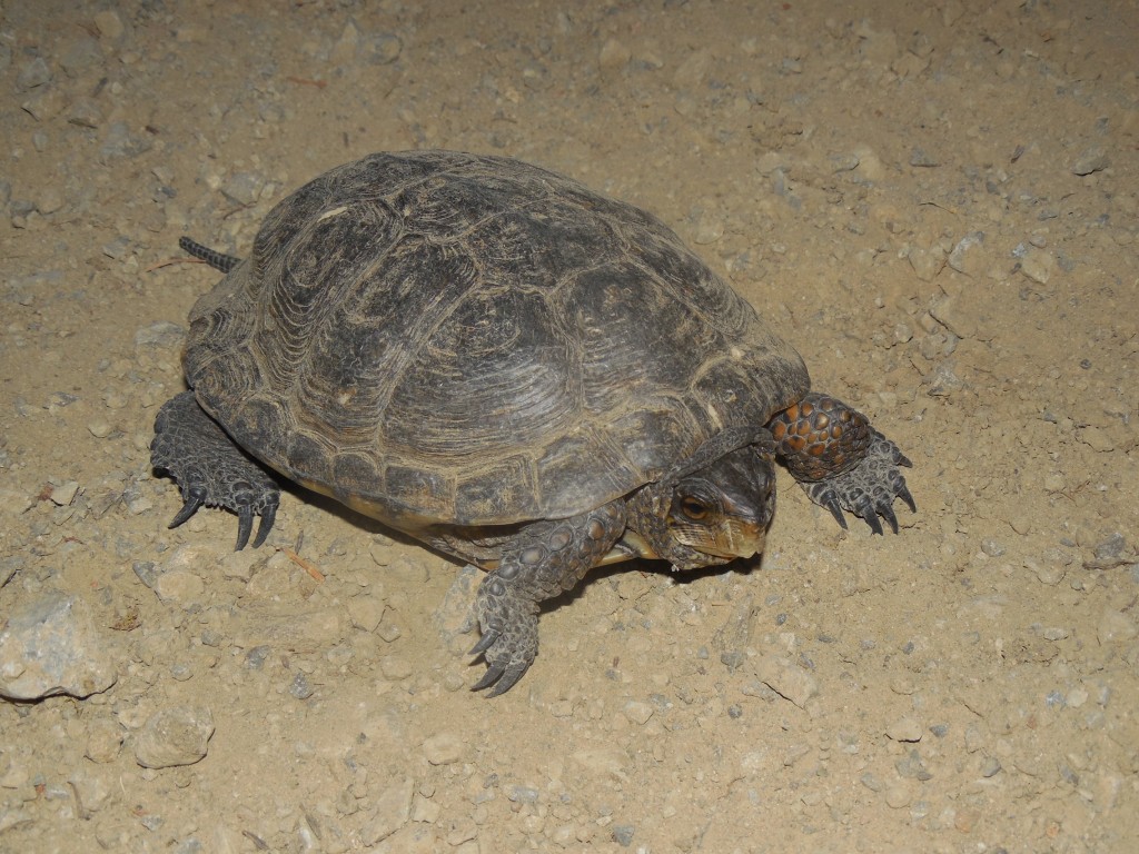 Western Pond Turtle – Mendonoma Sightings