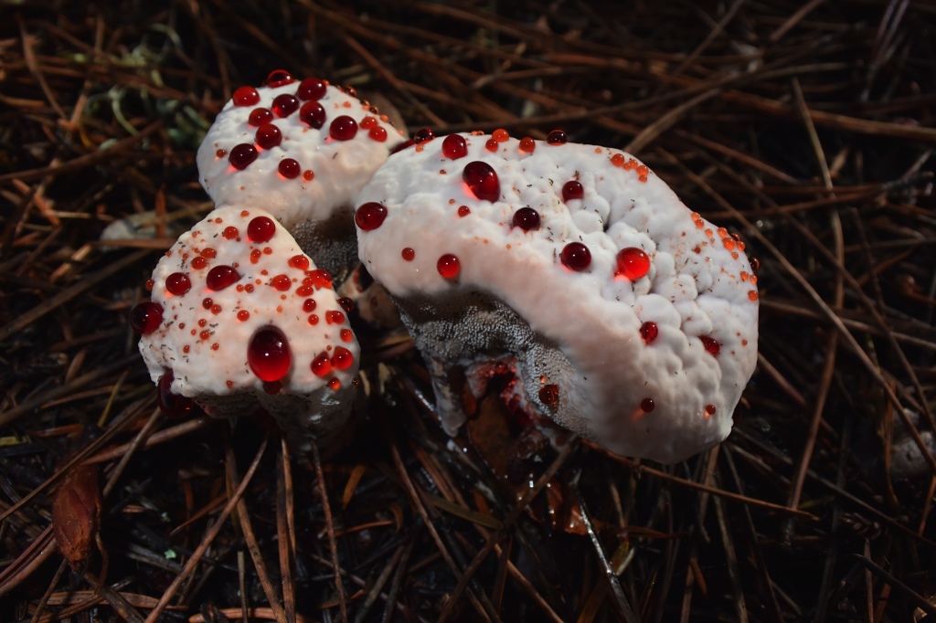 A very unusual mushroom was seen Strawberries and Cream. Mendonoma