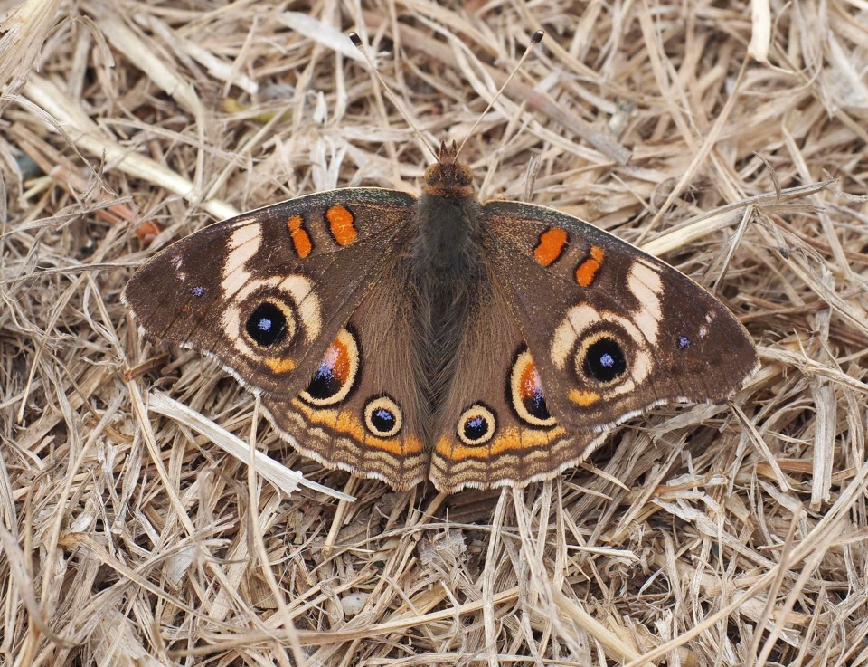 https://www.mendonomasightings.com/wp-content/uploads/2015/09/Common-Buckeye-Butterfly-by-Marilyn-Green-960x737.jpg
