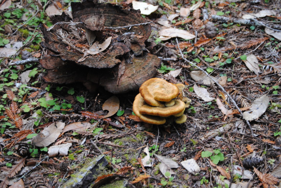 Dyer’s Polypore – Mendonoma Sightings