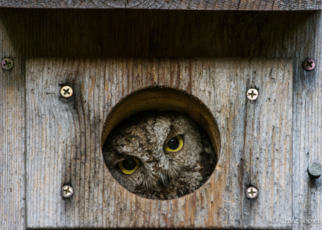 A Western Screech-Owl peers from a nesting box. – Mendonoma Sightings