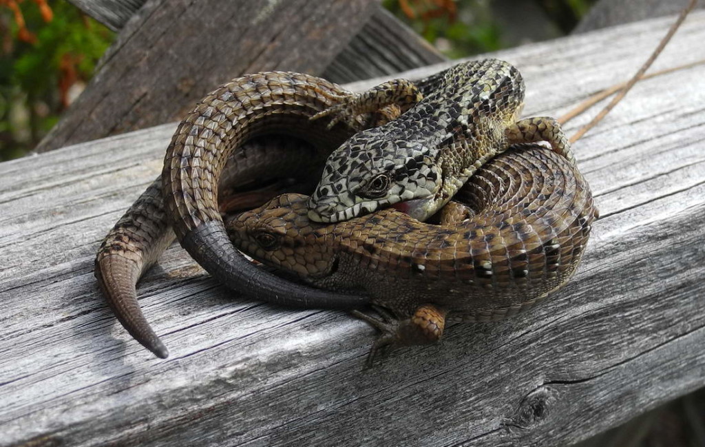 Mating Northern Alligator Lizards As Photographed By Mary Sue Ittner