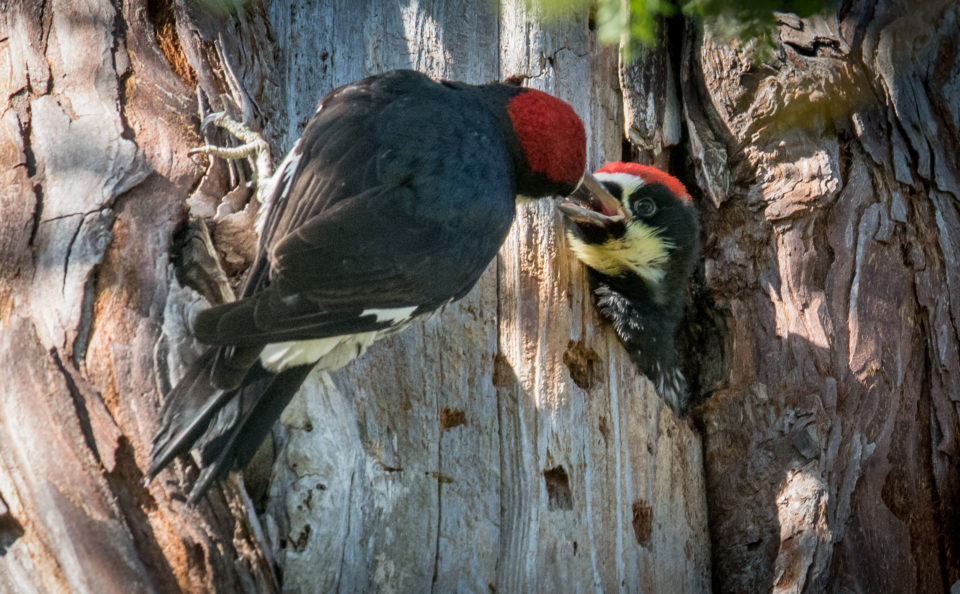 juvenile acorn woodpecker