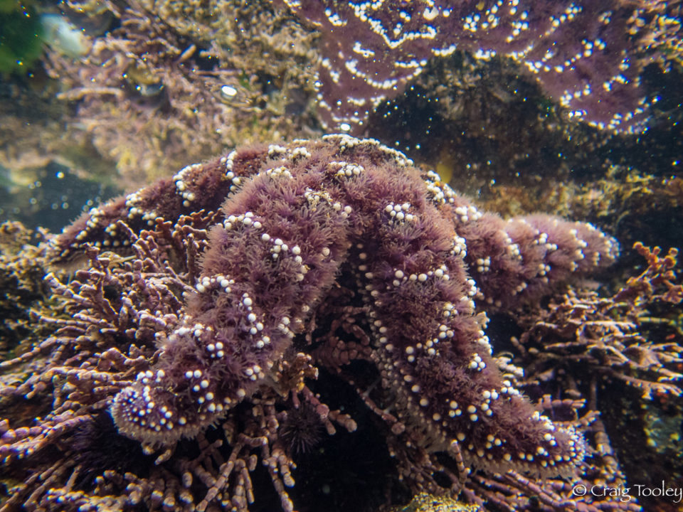 Ochre Sea Star – Mendonoma Sightings