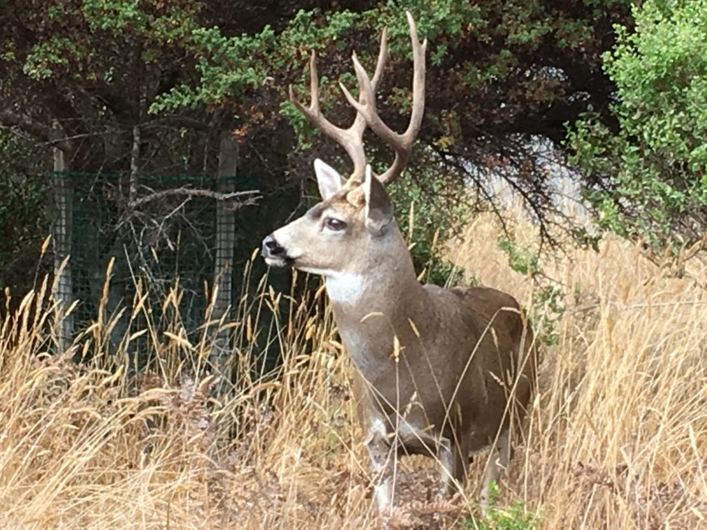 The rut of the Black-tailed deer has begun. – Mendonoma Sightings