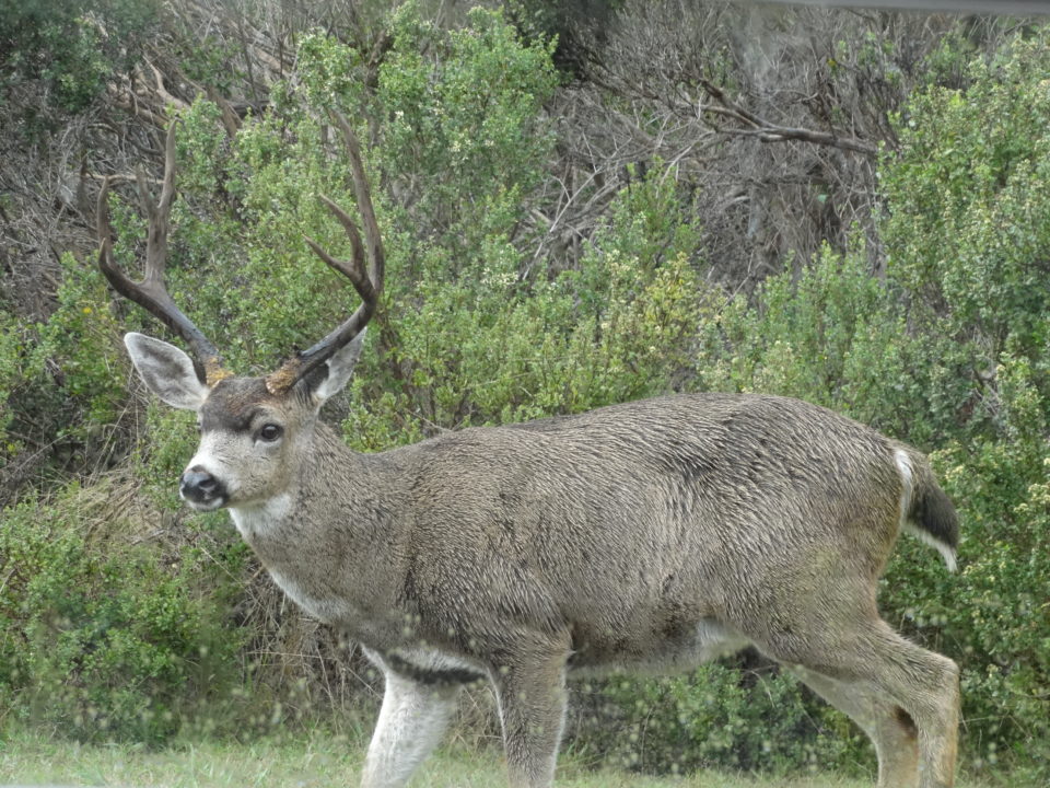 Four point Buck – Mendonoma Sightings