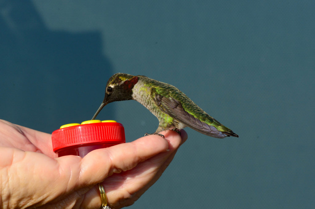 A handheld Hummingbird feeder brings a living jewel to Janice ...