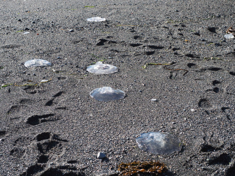 Moon Jellies Mendonoma Sightings