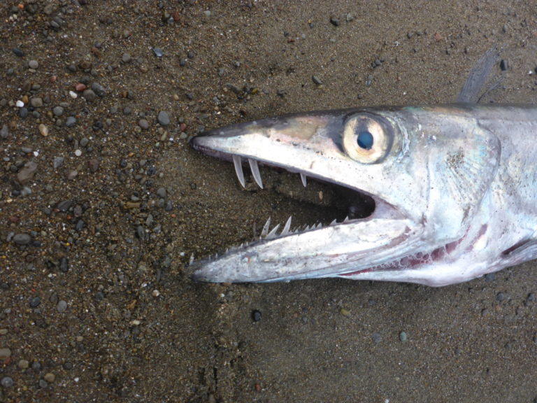 Long-nosed Lancetfish – Mendonoma Sightings