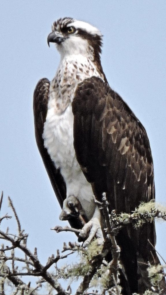 osprey wikipedia