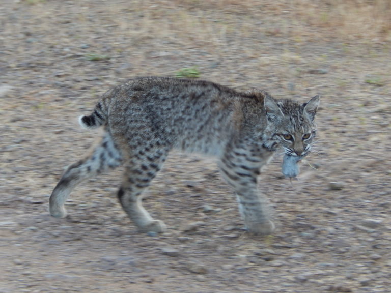 juvenile bobcat – Mendonoma Sightings