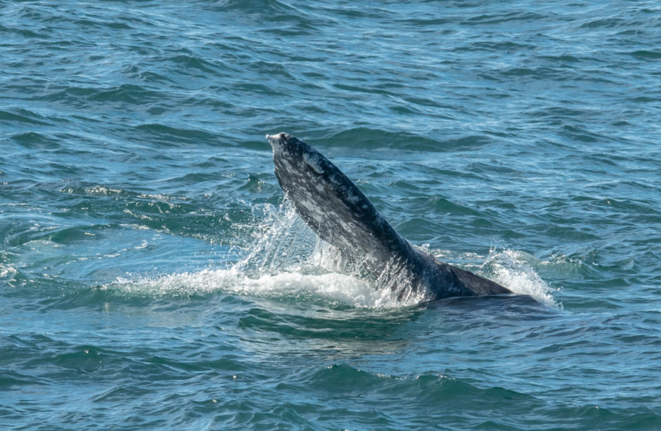 gray-whale-flipper-mendonoma-sightings