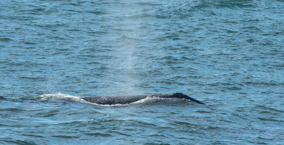 Gray Whale flipper – Mendonoma Sightings