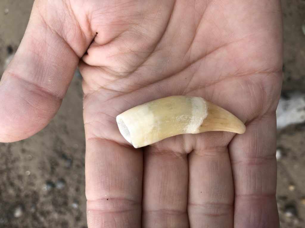 possible Harbor Seal tooth – Mendonoma Sightings