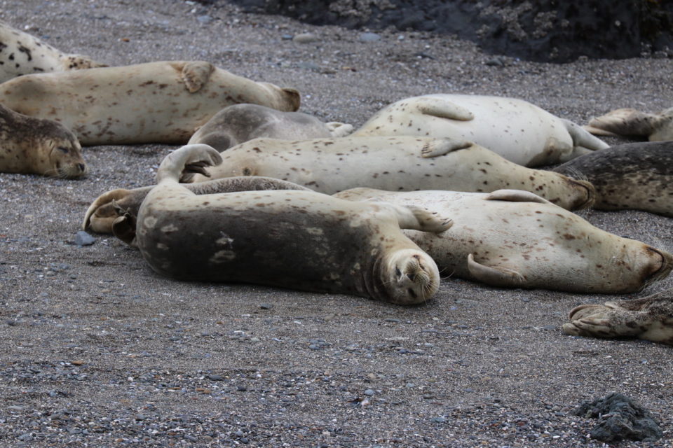 Harbor Seals have to be some of the most relaxed animals ever ...