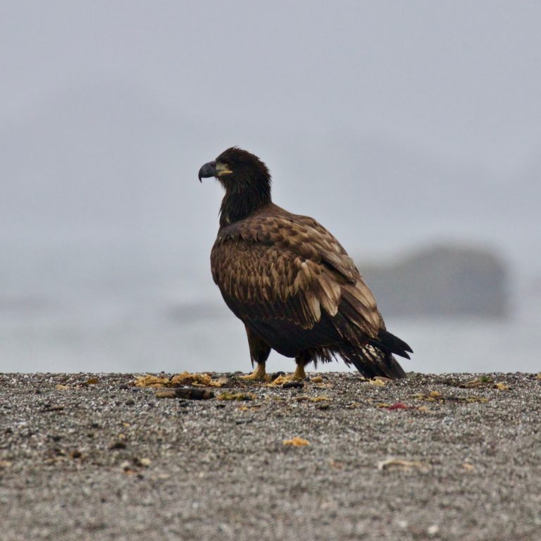 juvenile Bald Eagle – Mendonoma Sightings