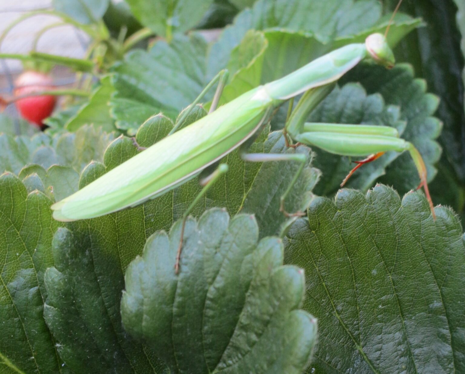 praying-mantises-are-full-grown-and-preparing-to-mate-mendonoma