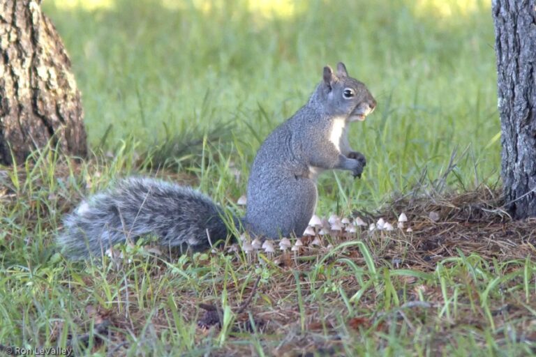 Gray Squirrel – Mendonoma Sightings