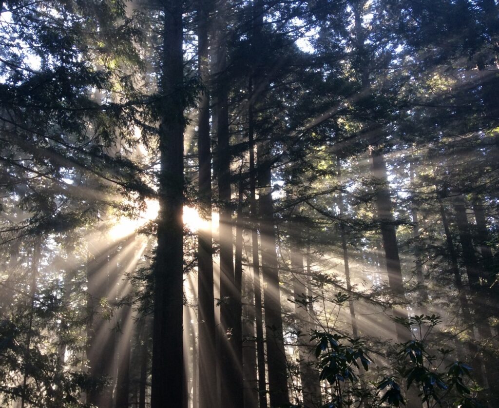 Sunbeams through the trees, as photographed by Shirley Mitchell ...