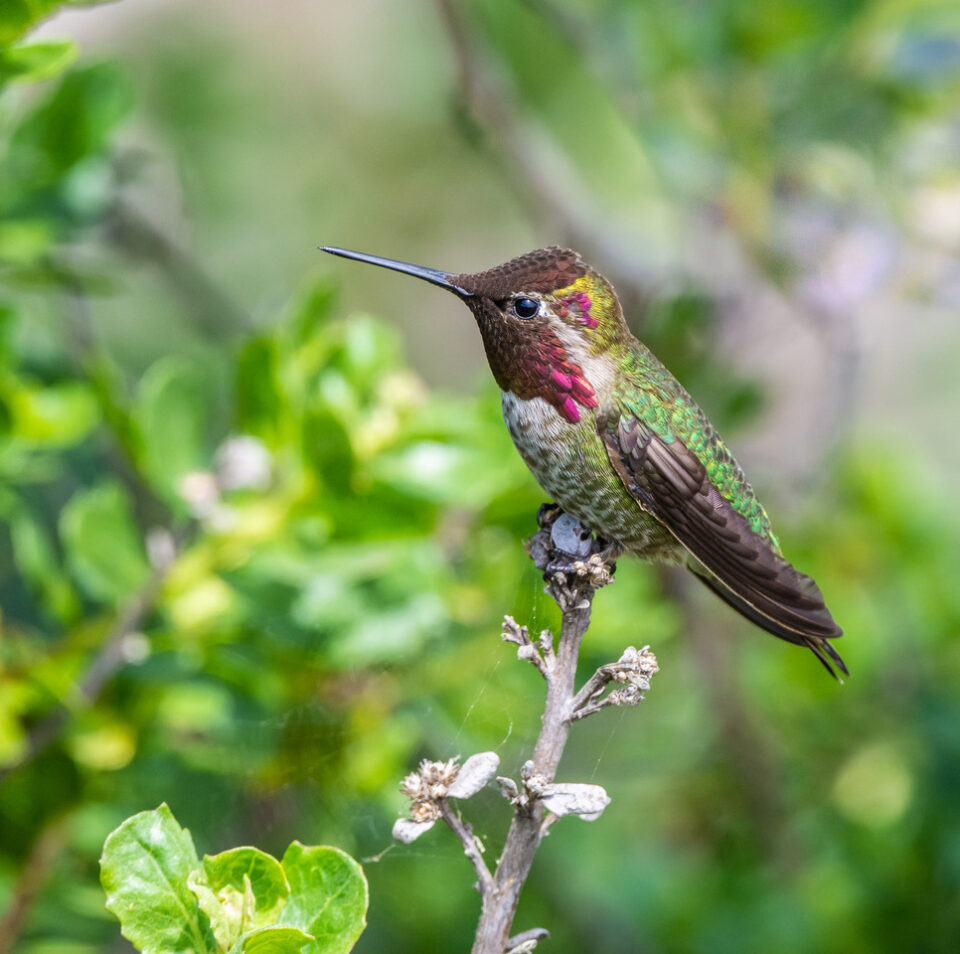 Anna’s and Allen’s Hummingbirds are living jewels, as photographed by ...