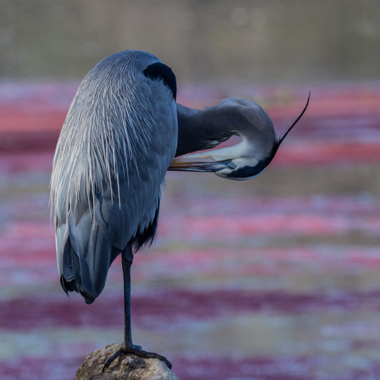 A Great Blue Heron Preening, As Photographed By Michael Reinhart 