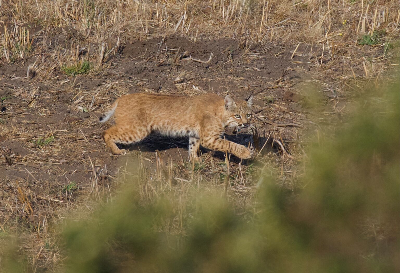 A Bobcat was seen at Manchester State Park, as photographed by Gail ...