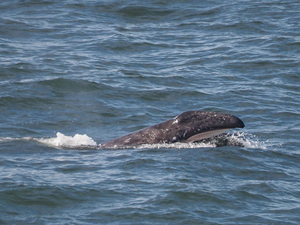 A Gray whale calf putting on a show, as photographed by Karen Wilkinson ...