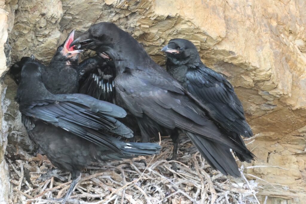 Common Raven mother feeding her chicks, as photographed by Perry ...